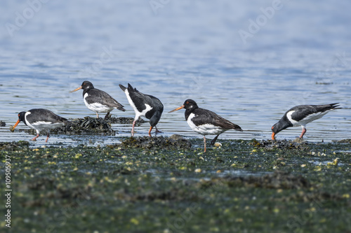 Group of Oystercatchers