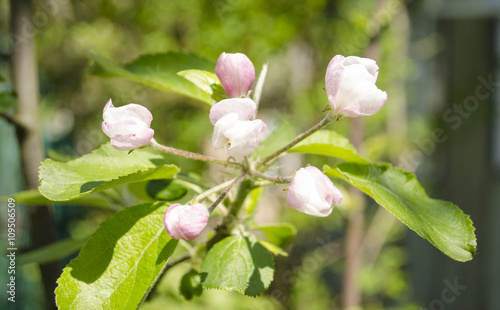 аpple blossoms