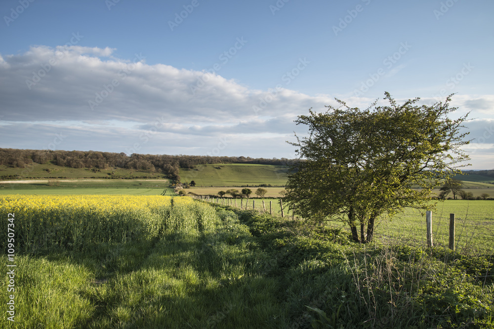 Fototapeta premium Beautiful English countryside landscape over fields at sunset