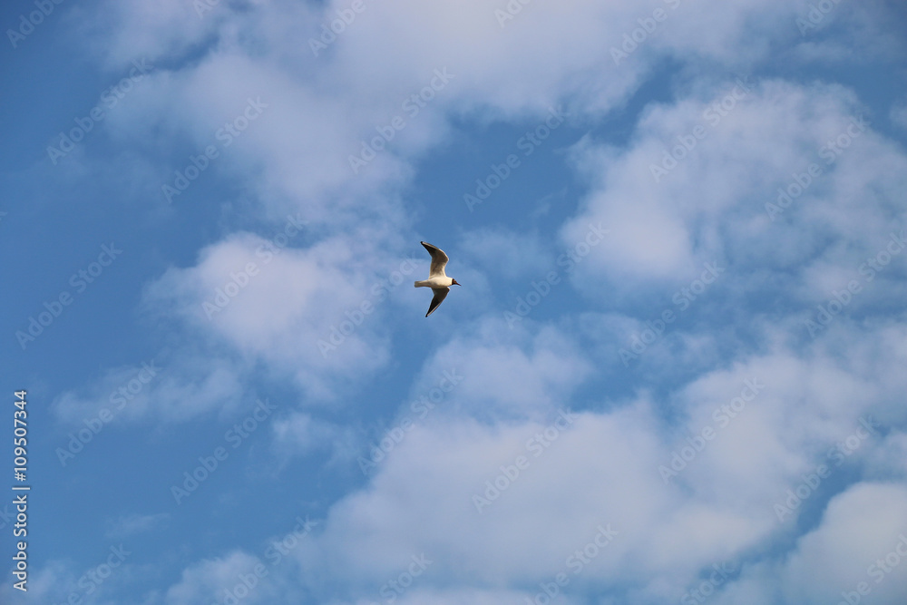 чайка, летящая, над морем под синем небом