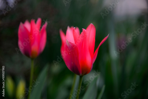 rote tulpen