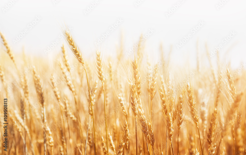 Wheat Farm - obrazy, fototapety, plakaty 