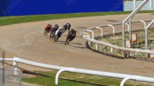 Close up, slow motion view of greyhounds in a race at the turn