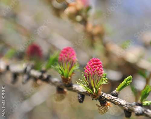 mélèze, fleurs, floraison, arbre, branche,conifère,  chatons, reproduction, f...