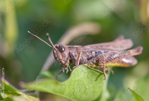grasshopper on leaf © Perytskyy