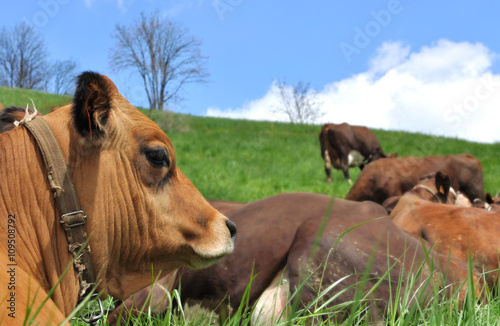 portrait vache tarine couch   dans l herbe