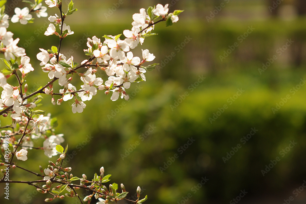 blossoming cherry blossoming cherry