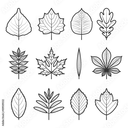 tree leaves