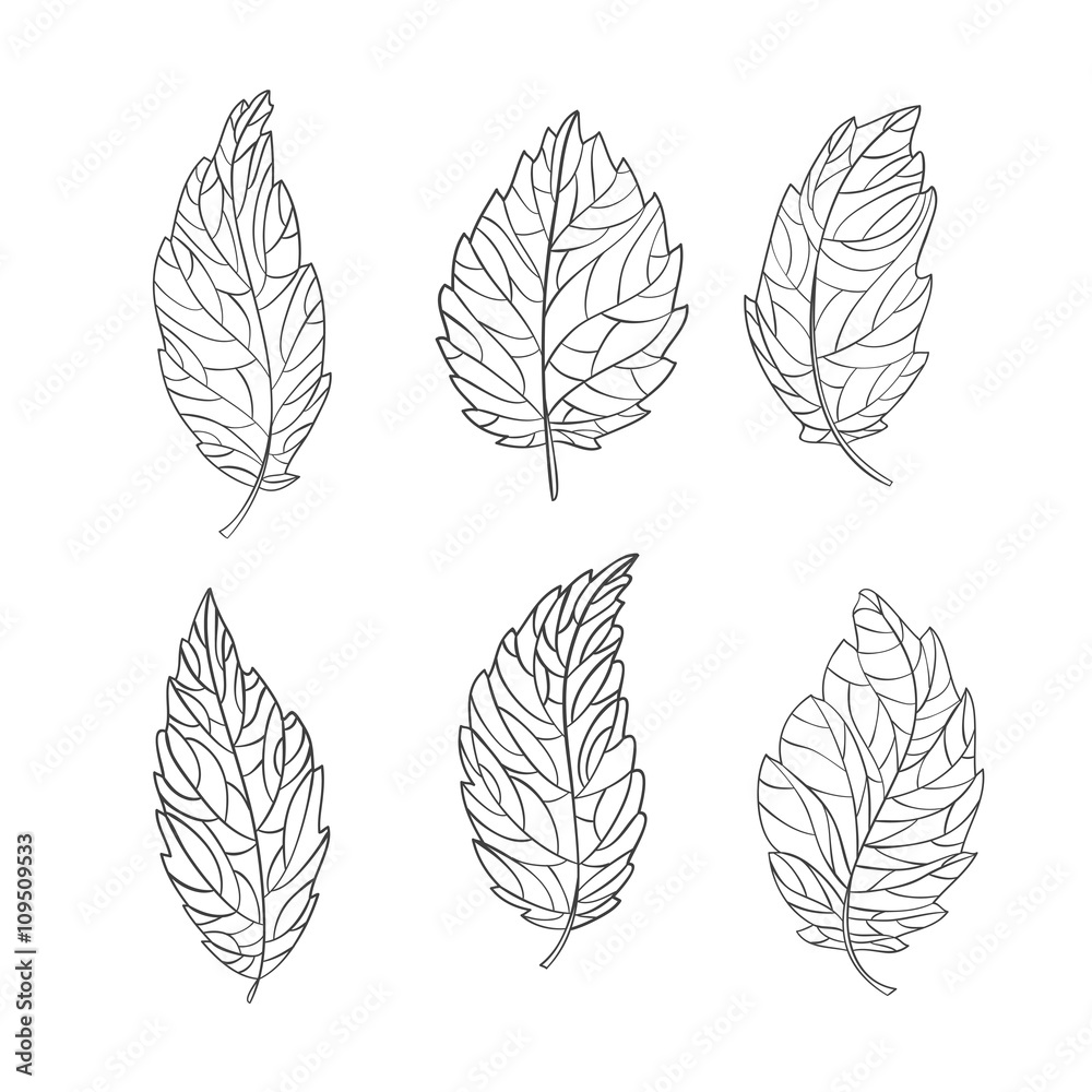 Set of decorative leaves drawn by hand. Monochrome gamma .