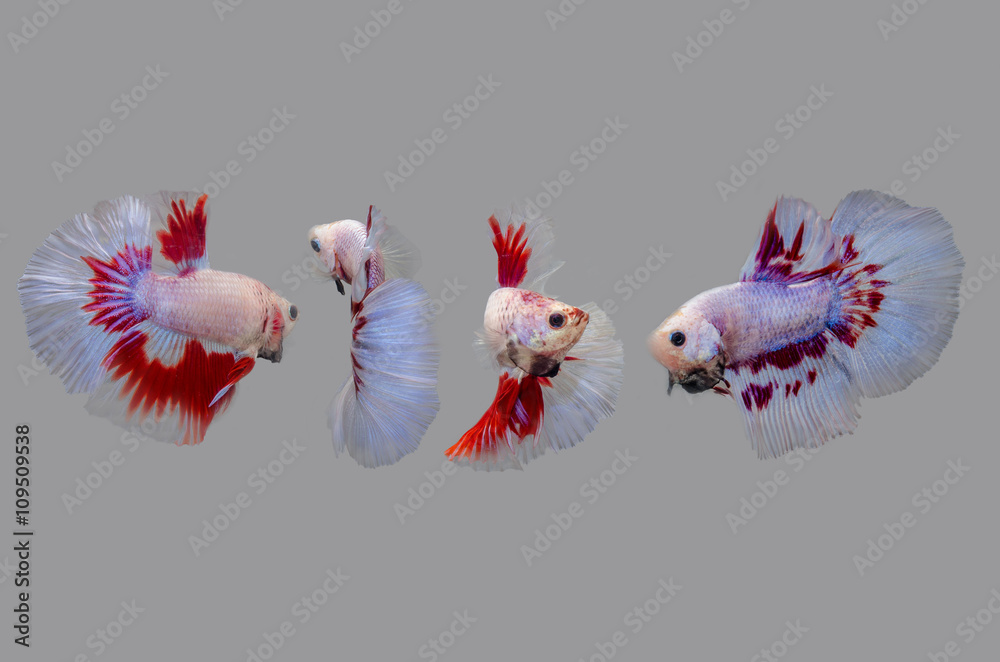 Obraz premium fighting, fish