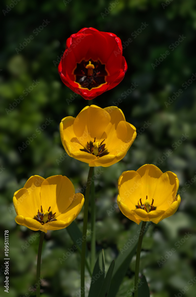blühende Tulpen