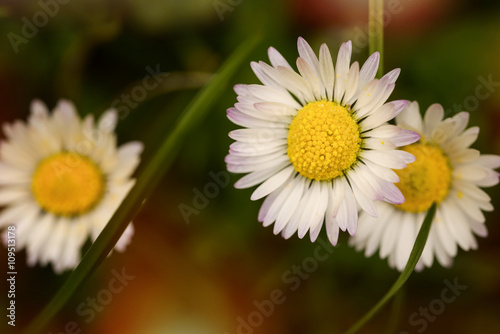 macro daisy in the meadow