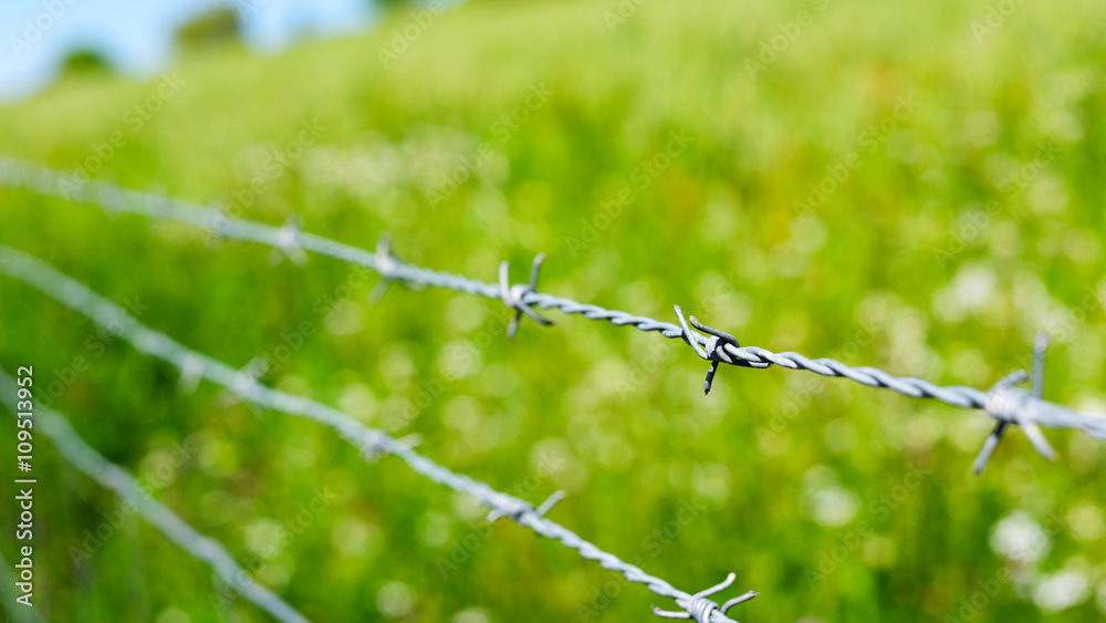 barb wire in a green field barb wire in a green field