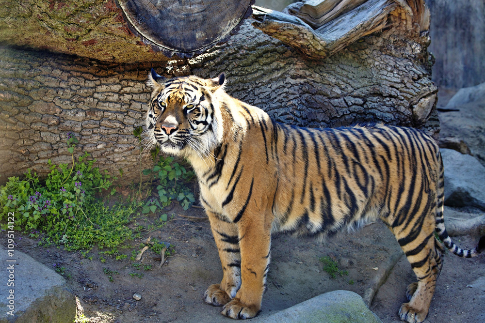 female Sumatran tiger, Panthera tigris sumatrae female Sumatran tiger, Panthera tigris sumatrae