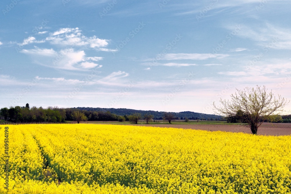 Campo di colza