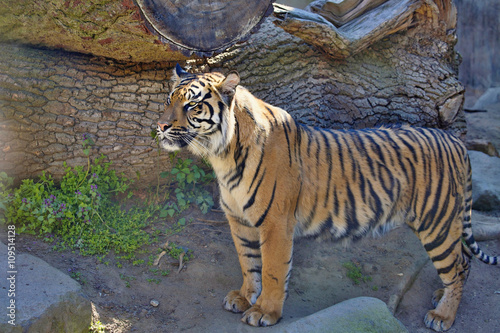 Fototapeta Naklejka Na Ścianę i Meble -   female Sumatran tiger, Panthera tigris sumatrae