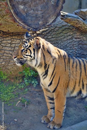 Fototapeta Naklejka Na Ścianę i Meble -   female Sumatran tiger, Panthera tigris sumatrae