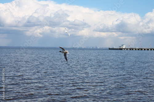 Finnish Bay , seagulls over the sea