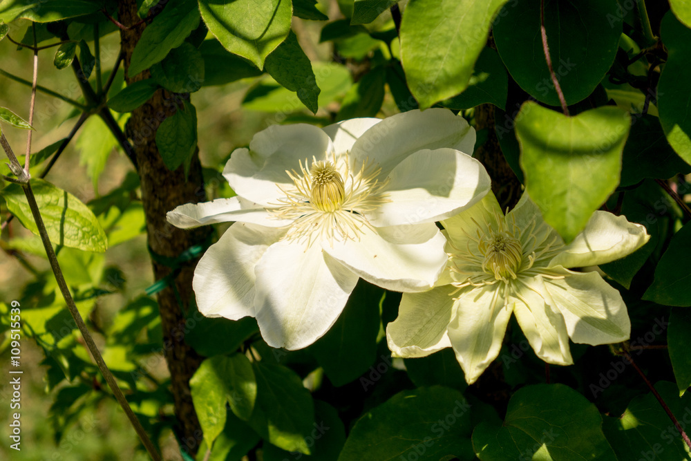 Fototapeta premium クレマチス