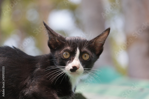 Little black kitten looking for something.