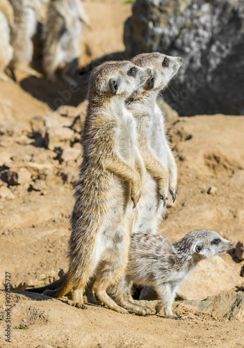 Group of meerkats © Vera Kuttelvaserova