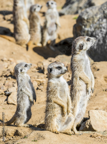 Group of meerkats © Vera Kuttelvaserova