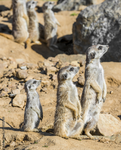 Fotografie, Obraz Group of meerkats