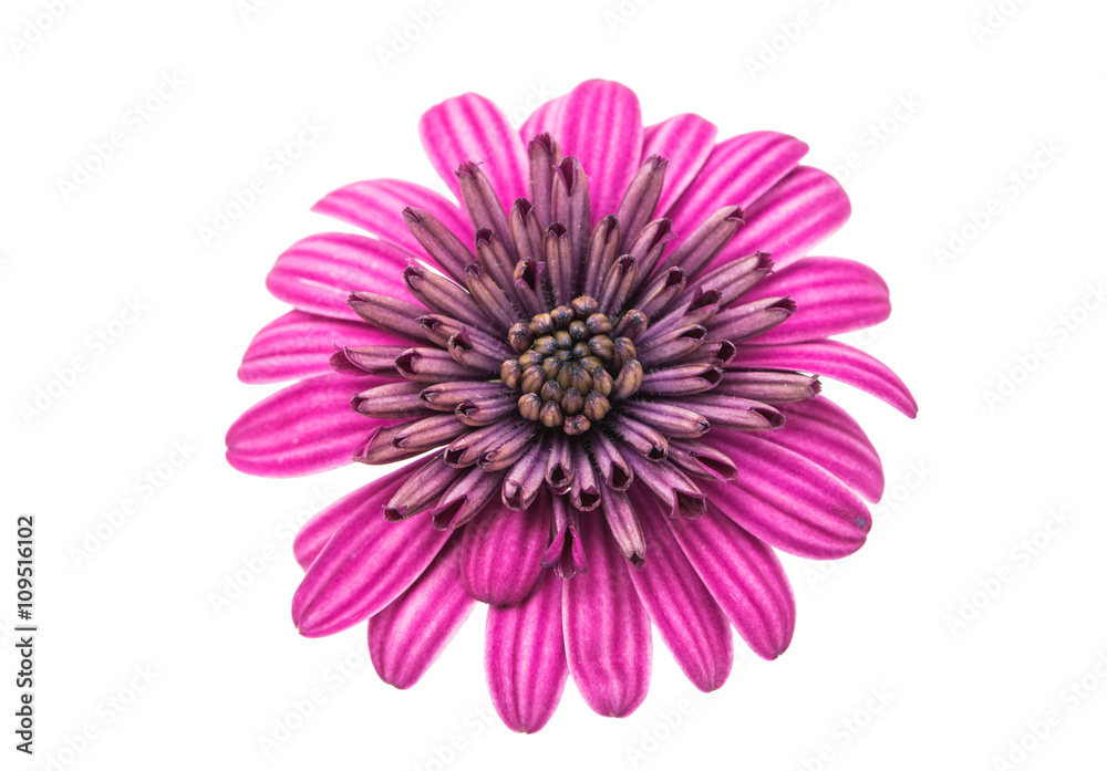 A violet Pink Osteosperumum Flower Daisy White Background. A violet Pink Osteosperumum Flower Daisy White Background.