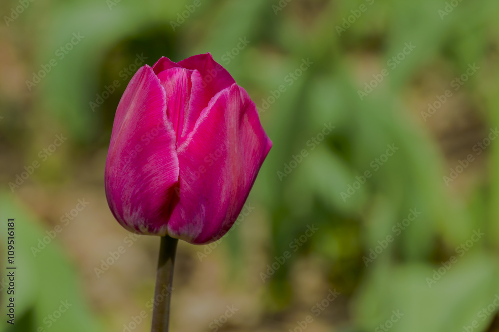 Single pink tulip in the green garden Single pink tulip in the green garden