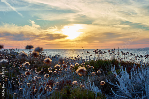 Sunset at north beach of Sardinia - Italy / Flowers on Dunes on island photo