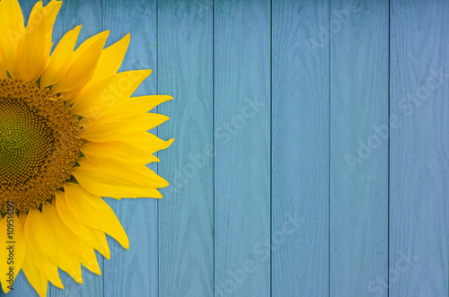 Sunflower Background photo