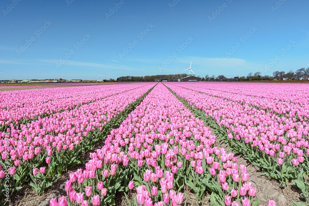 Tulip fields north of the Netherlands province.