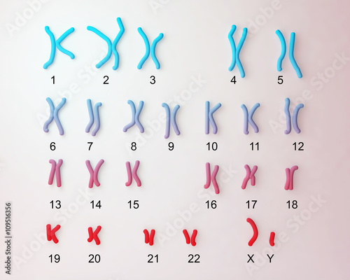 Normal human male karyotype, labeled. 3D illustration photo
