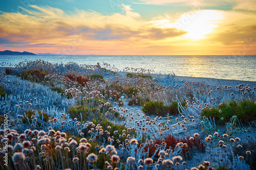 Fototapeta Naklejka Na Ścianę i Meble -  Sunset at north beach of Sardinia - Italy / Flowers on Dunes on island