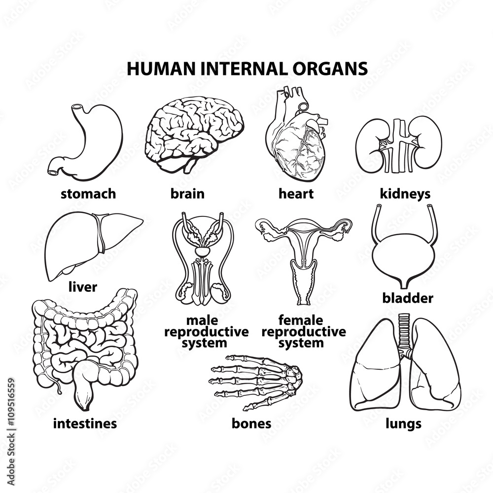 set of human organs, different human entrails, black and white sketch