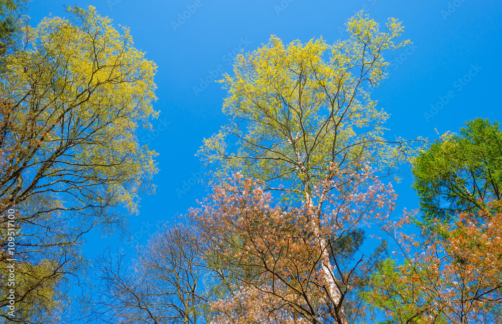 Canopy of trees in sunlight in spring Canopy of trees in sunlight in spring