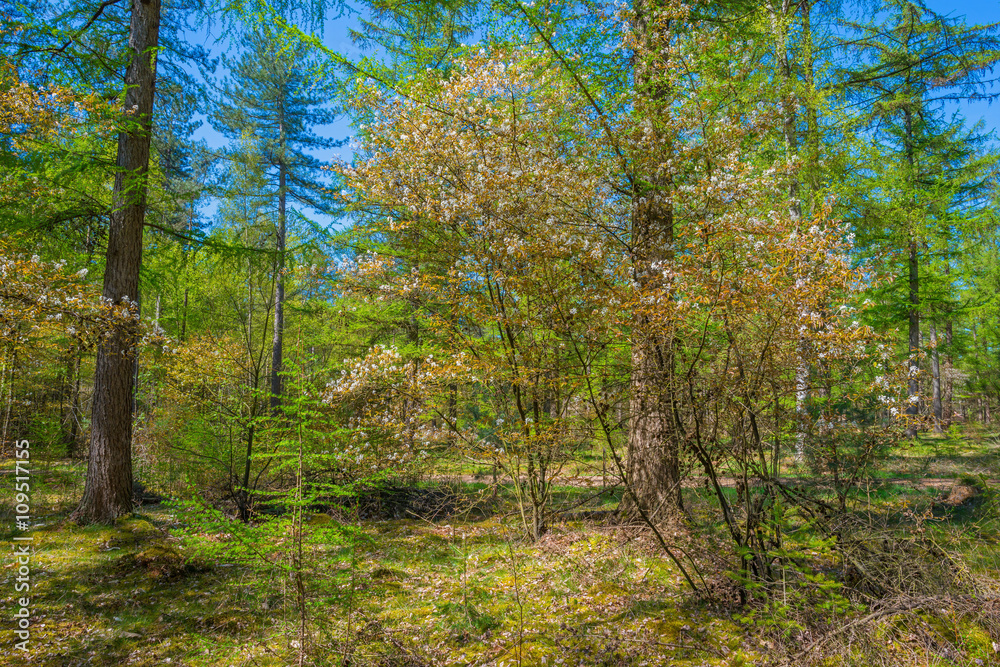 Forest in sunlight in spring