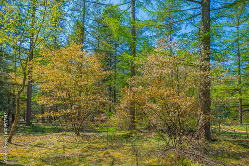 Forest in sunlight in spring