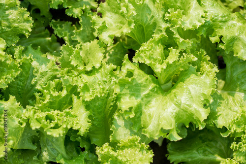 Fresh green lettuce