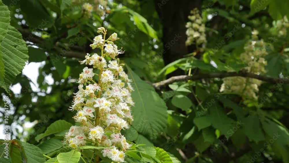 Сhestnut tree in bloom. Chestnut tree with blossoming spring flowers. - Stock Video Сhestnut tree in bloom. Chestnut tree with blossoming spring flowers. - Stock Video