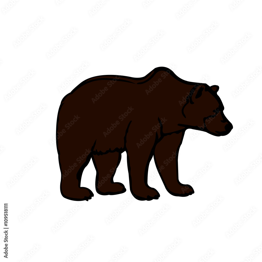 on a white background isolated one brown big bear