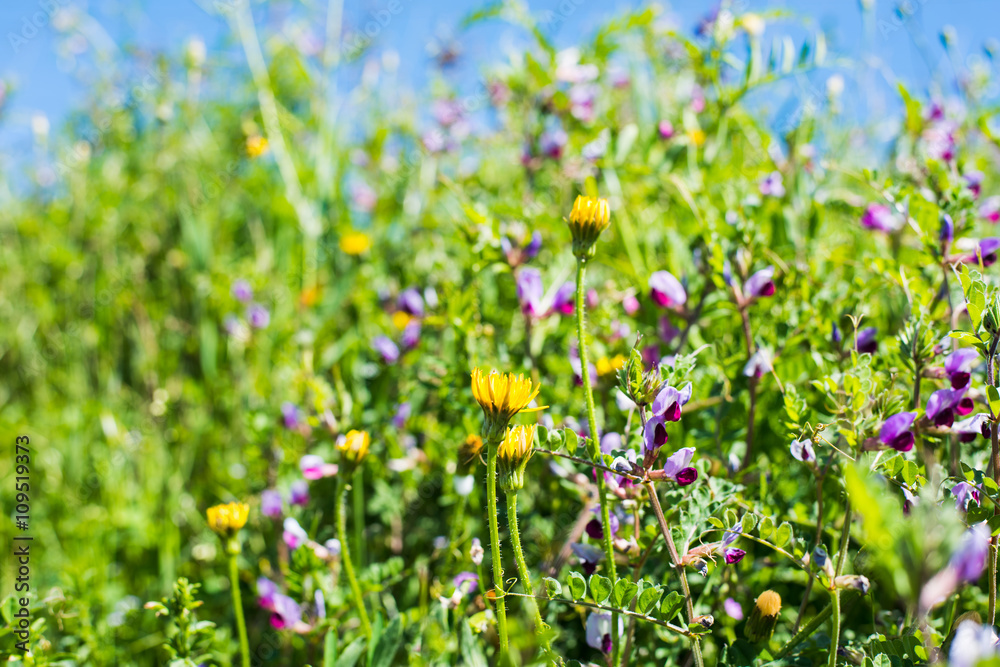 yellow and purple flowers in the springtime