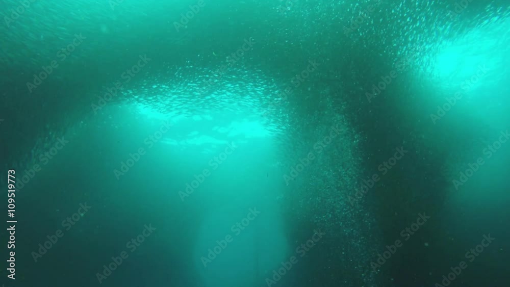 Many reef fish in the tropical sea on a coral reef.tropical underwater world.Diving and snorkeling in the tropical sea.Travel concept,Adventure concept.