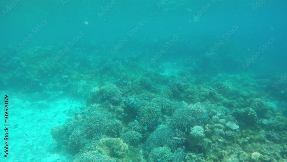 Many reef fish in the tropical sea on a coral reef.tropical underwater world.Diving and snorkeling in the tropical sea.Travel concept,Adventure concept. Many reef fish in the tropical sea on a coral reef.tropical underwater world.Diving and snorkeling in the tropical sea.Travel concept,Adventure concept.