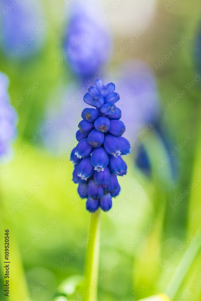 Grape Hyacinth against soft background Grape Hyacinth against soft background