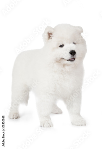 Samoyed puppy dog