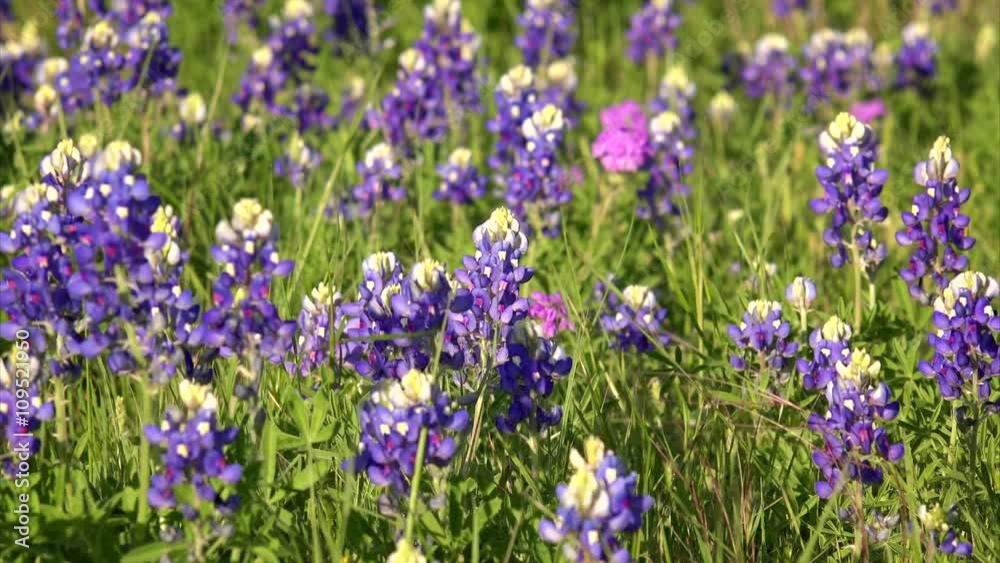 Field of bluebonnet wildflowers in Texas Hill Country Field of bluebonnet wildflowers in Texas Hill Country