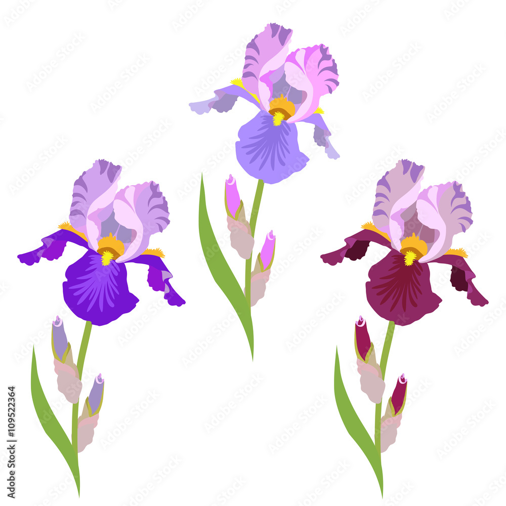 Colorful flowers irises on a white background