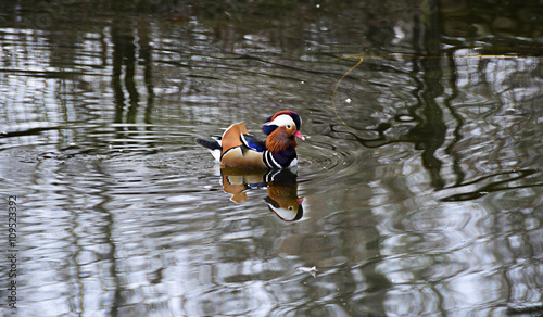 The mandarin duck is regarded as the world's most beautiful duck. It's a native of China & Japan. The ducks are lifelong couples.They are regarded in China as a symbol of conjugal affection & fidelity