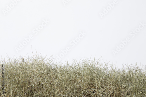 Dry grass isolated on white.
